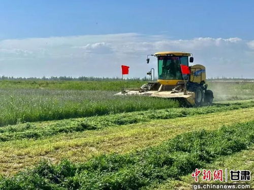 瓜州畜牧产业“智”变升级记 农作物种植助力转型之路