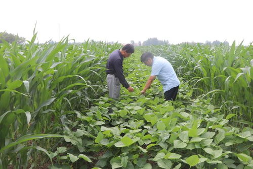 商店镇大豆玉米带状复合种植基地作物长势喜人