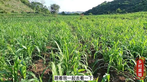 牧草地套种农作物 不规范种植牧草的深远影响